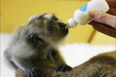 r_Diego, a three-month-old baby black howler monkey is fed by bottle during a photocall at Edinburgh Zoo in Edinburgh, Scotland July 29, 2008. The monkey, born on April