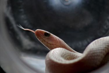 An unidentified white snake shows as non poisonus species by Niranjan Sardar after being capture from Sudarban, 95km. South of Calcutta India on 3 August 2008