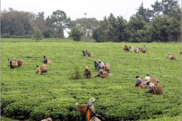REUTERS/ Workers pick tea leaves at a farm in Limuru, 50km (30 miles) from Nairobi, August 5, 2008. The World Tea Convention opened today in the Kenyan capital. Kenya is boosting the