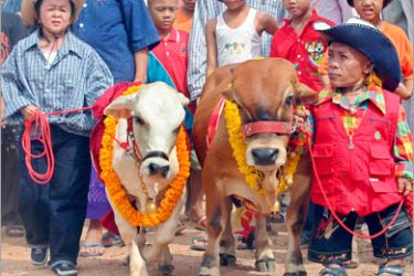 epa000477916 A midget 36-month-old, 75 centimetre high, Brahman cow named 'Thongkham' or Golden' (R) presented to his petite 18-month, 70 centimetre high, bride-to-