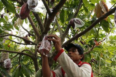 A farmer uses plastic bags to cover cocoa fruits to protect them from pests in a cocoa plantation in Pinrang, South Sulawesi September 16, 2008. Indonesia's cocoa output