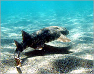أنواع كثيرة من أسماك القرش تعيش قبالة شواطئ سيدني (الفرنسية-أرشيف)