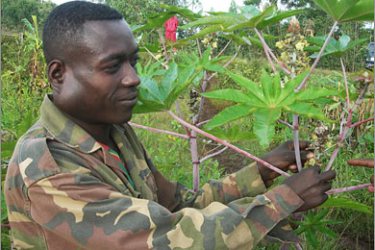 AFPEthiopian farmer Ashenafi Chote inspects a castor bean stalk in his tiny plot which grows biofuel crop