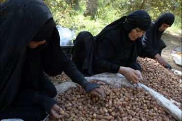 afp : Iraqi women select dates during harvest on October 15, 2008 on the outskirts of the holy city of Karbala, 120 kms south of Baghdad. The Iraqi army has unearthed a mass
