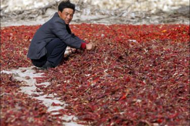 epa :epa01525489 A farmer works in a field of hot peppers left out to dry in the sun, in rural Minqin, Gansu province, China, 19 October 2008. The Chinese government has