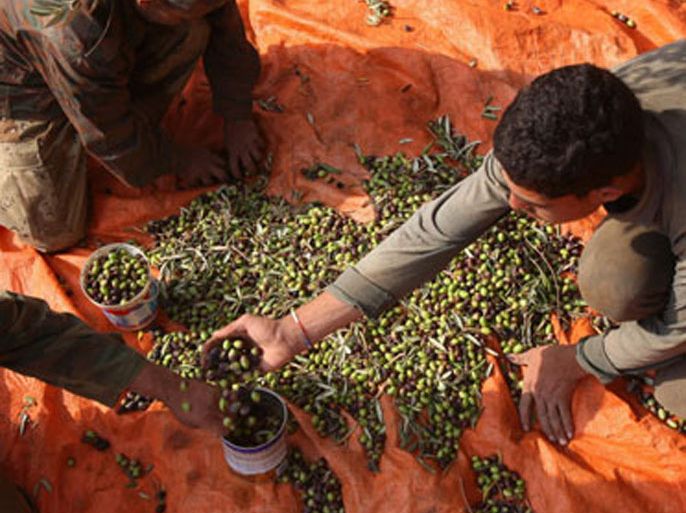 Farmers pick olives from leaves in Ajlun, 73 kms north of Amman, during the harvest season on October 21, 2008 before pressing it for olive oil.