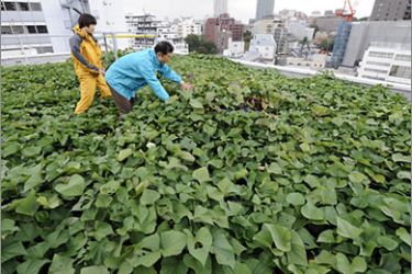 AFPStaffs of NTT Facilities, Junko Kariu (L) and Masahiro Nagata (R), check the roof-top potato farm in Tokyo,