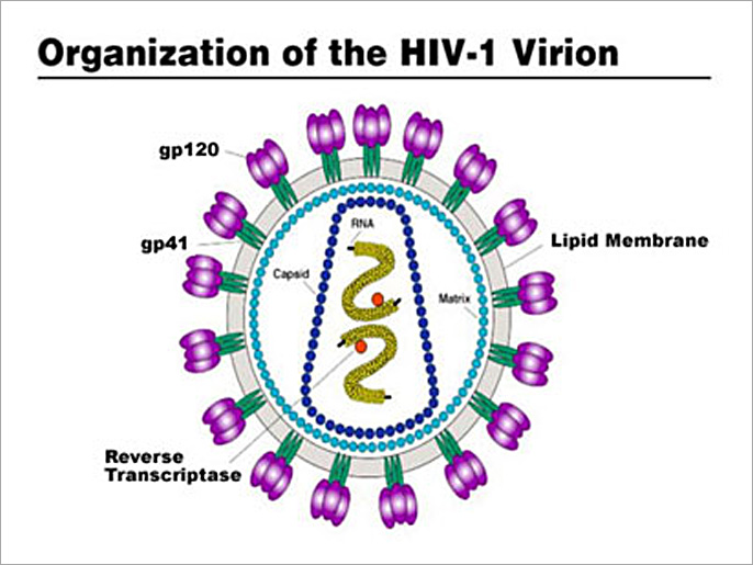 ‪الرسم التقريبي لفيروس الإيدز‬ (الجزيرة-عيادة الدكتورة إيفانا مارتينكوفا)