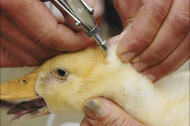 r_A vet injects a duck with bird flu vaccine at a farm in Shangsi county, Guangxi Zhuang Autonomous Region February 4, 2009.