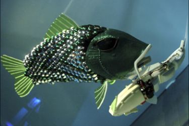 r : Robotic fish are seen in a tank at the London Aquarium in this October 6, 2005 handout photo made available March 20, 2009. Robot fish developed by British scientists are to be