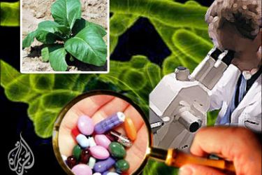 علماء ينتجون عقارا لعلاج البول السكري في نباتات التبغ