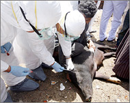 
عمليات التخلص من الخنازير تهدف لتوفير أكبر قدر من الوقاية (الأوروبية) عمليات التخلص من الخنازير تهدف لتوفير أكبر قدر من الوقاية (الأوروبية) 