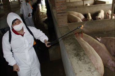 r : A health worker sprays disinfectant on pigs at a farm in Dexing, Jiangxi province April 30, 2009. The World Health Organisation (WHO), bowing to pressure from meat industry