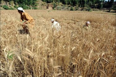afp : To go with “Pakistan-unrest-farm” FOCUS by Charlotte McDonald-GibsonPakistani farmers harvest their wheat crop in a field in the village of Ambela in troubled Buner