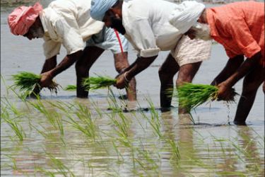 afp : Indian Sikh Farmers plant paddy cuttings in a field on the outskirts of Amritsar in the northwestern state of Punjab on June 19, 2009. The annual summer monsoon rains are