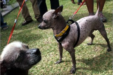Two Peruvian Hairless Dog are seen during a commemoration event which marks 24 years of recognition of the breed from the South American country, in Lima, Peru, 14 June 2009