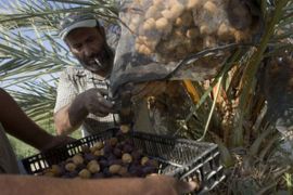 Palestinian labourers collect newly-picked dates in the West Bank city of Jericho August 19, 2009. This month is the harvest season for dates.