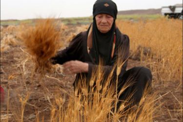 r : A Syrian farmer harvests wheat in a field in Assanamein area, south of Damascus August 20, 2009. Weather will plunge Syria's wheat production to a nine-year low this year