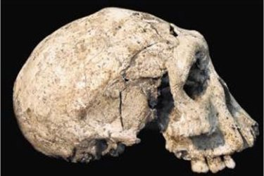 One of the skulls discovered in Georgia, which are believed to date back 1.8 million years