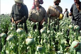 This file picture taken on April 29, 2005 shows Afghan farmers working in a poppy field in Kandahar.