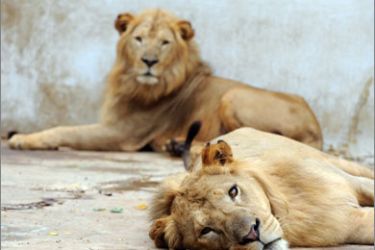 Lions lays inside a caged area at the Dakar Zoo on September 25, 2009