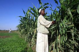 r : A Sudanese farmer works on his corn farm on the banks of the river Nile in Khartoum November 11, 2009. For centuries, farmers like Berhanu Gudina have eked out a living