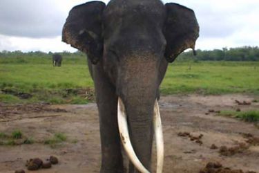 فيلة - تقرير عن صراع الانسان والفيلة في اندونيسيا