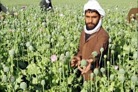 f_Afghan villagers tending to opium poppies in the Nad-e Ali district of Helmand province, in southern Afghanistan. Opium production in Afghanistan, the world's largest producer