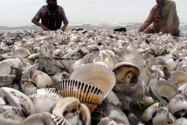 epa01796197 Pakistani men collect sea shells on the sea view beach in the southern port city Karachi, Pakistan, 16 July 2009. The muscle inside the sea shell is used as food in different countries and the hollow shell is used for decoration, binding material and has also been introduced in many different types of art and craft.