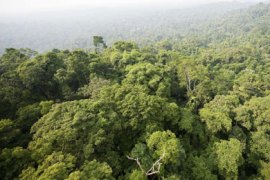 (FILES) Aerial view of a sector of the Jamanxim National Forest clouded by a forest fire November 29, 2009, in the Amazon state of Para, nothern Brazil. A New forest code under study by the Brazilian congress confront farmers and ambientalists.
