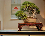 فن البونساي يتمثل بالتحكم في نمو الأشجار مع تقزيمها داخل أصص أو صوان (الألمانية)