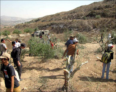  مستوطنون اقتلعوا أشجار المواطنين في قرية بورين شرق نابلس (الجزيرة نت-أرشيف)