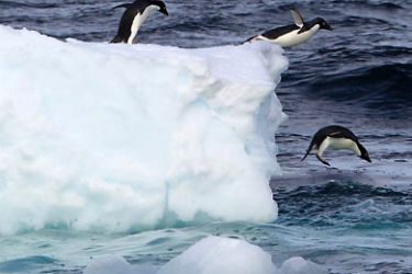 Adelie Penguins go for a swim near Cape Burks, western Antarctica,