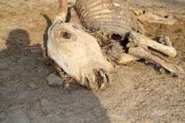 الأبقار بدأت تموت رويدا رويدا جراء الجفاف في جنوب الصومال