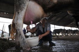 WUHAN, CHINA - SEPTEMBER 21: (CHINA OUT) A farmer milks a cow at a dairy farm on September 21, 2008 in