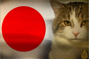 تجارب اليابان على القطط