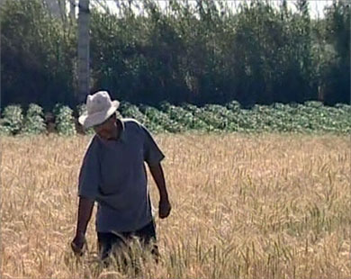 الزراعة لا تزال تحتل مكانة وازنة في الناتج المحلي الإجمالي للمغرب (الجزيرة)