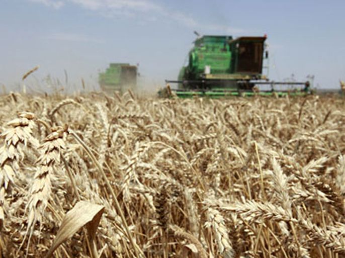 Farmers harvest wheat at a field near the village of Krasnoye, some 40 km (25 miles) northeast of Russia's southern city of Stavropol July 18, 2011. REUTERS/Eduard Korniyenko (RUSSIA - Tags: AGRICULTURE)