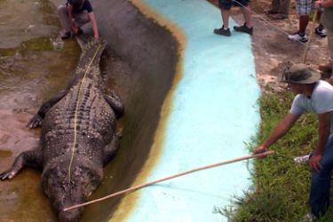 Australian zoologist Adam Britton (L) measures a captive crocodile in Bunawan town, Agusan del Sur province, in the Philippines southern island of Mindanao on November 9, 2011