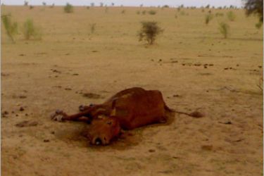 من آثار الجفاف ونفوق الحيوانات في المنطقة الوسطي من موريتانيا- تقرير/أمين محمد – نواكشوط