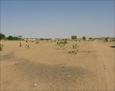 مظاهر الجفاف في أجزاء متفرقة من موريتانيا (الجزيرة)