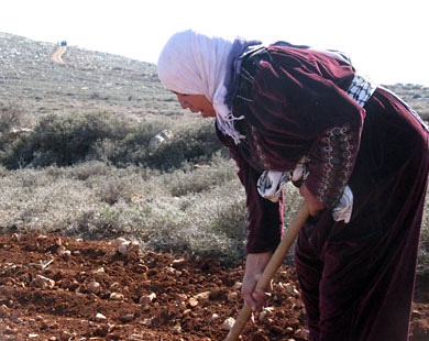 عمل المرأة داخل الخط الأخضر يكون موسميا وخاصة بالزراعة (الجزيرة نت)