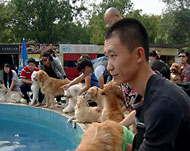 حُمى اقتناء الكلاب ظاهرة جديدة في المجتمع الصيني (الجزيرة نت)