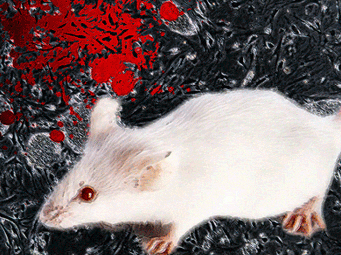 علماء يعثرون على "مخزن" الخلايا الجذعية بالدم لدى الفئران