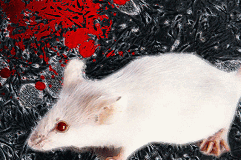 علماء يعثرون على "مخزن" الخلايا الجذعية بالدم لدى الفئران