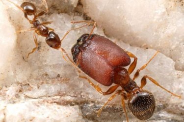 Frankenstein ants created by scientists