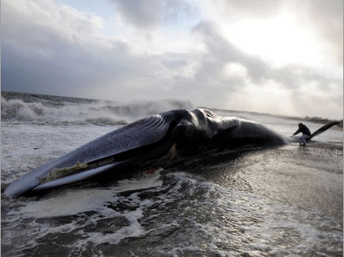 AFP / A man touches the caudal fin of a 15m length dead whale on September 5, 2008 on the shore in Sarzeau, northwestern France. AFP PHOTO/ FRED TANNEAU