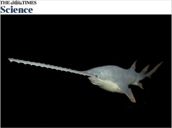 سكرين شوت من صحيفة التايمز وعليها صورة sword fish