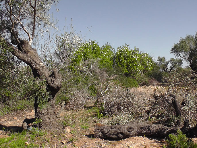 الحملة شملت تجريفا واسعا للأراضي وقلعا لأشجار الزيتون (الجزيرة نت)