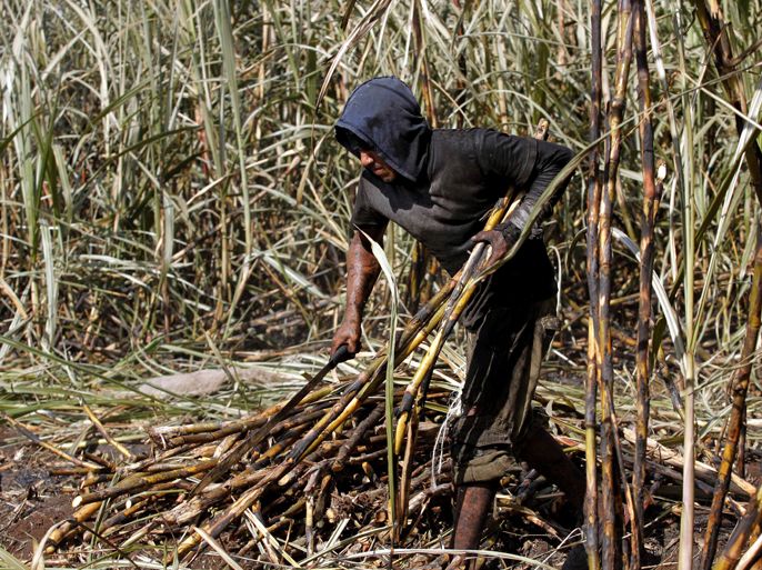 epa03042050 A photograph made available on 23 December 2011 shows a worker cutting sugarcane at a plantation in Chetumal, Mexico on 22 December 2011. Every year cane production in Mexico creates jobs for more than 450,000 people, including laborers, who receive around three dollars for each ton cut, and in one day a person can cut up to 5 tons. Mexico produces 48 million tons of cane and almost 5.3 millions tons of sugar yearly.